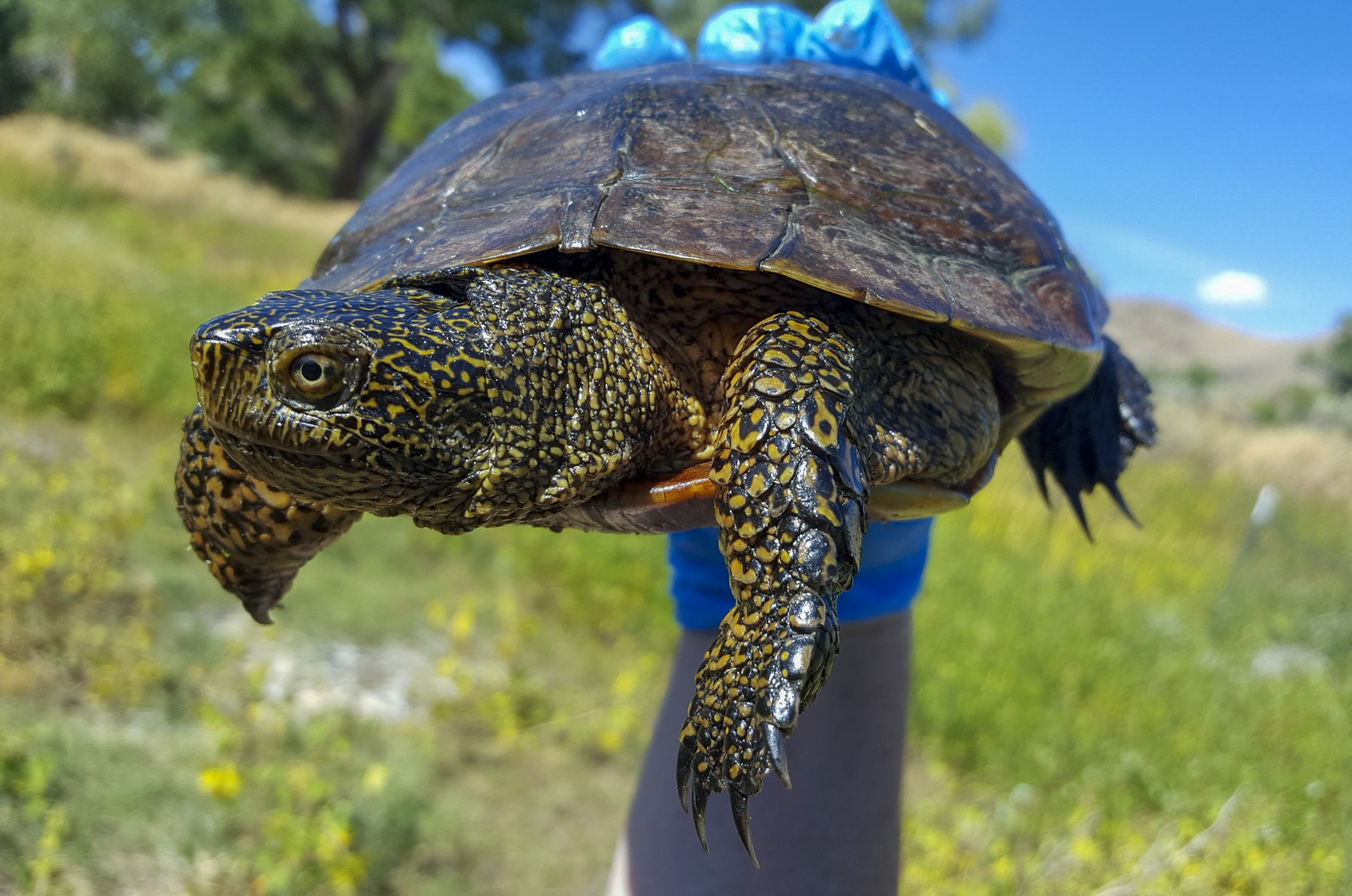 Female Western Pond Turtle 